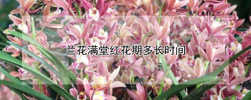 兰花满堂红花期多长时间 兰花红满天什么时候开花