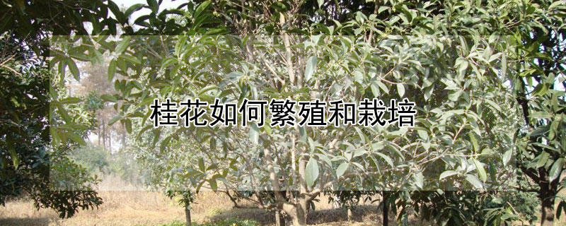 桂花如何繁殖和栽培（桂花怎么繁殖方法）