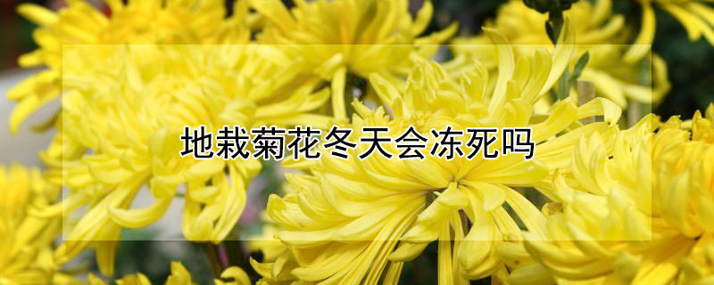 地栽菊花冬天会冻死吗（地栽菊花冬天会冻死吗为什么）