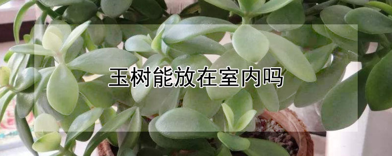 玉树能放在室内吗 玉树能放在屋里吗