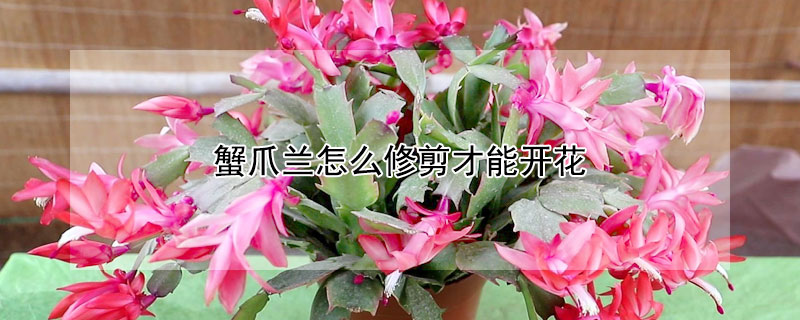蟹爪兰怎么修剪才能开花 蟹爪兰怎么修剪才能开花开得多