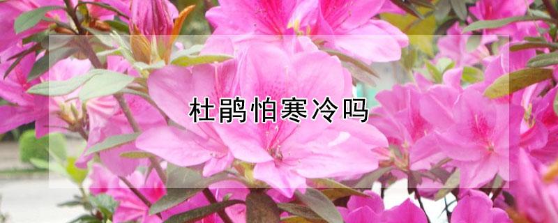 杜鹃怕寒冷吗 杜鹃怕寒冷吗还是怕热