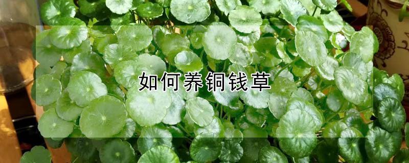 如何养铜钱草（如何养铜钱草短枝）