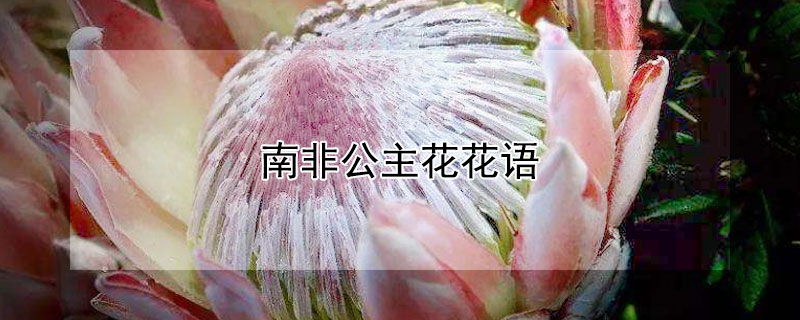 南非公主花花语 南非公主花花期有多长