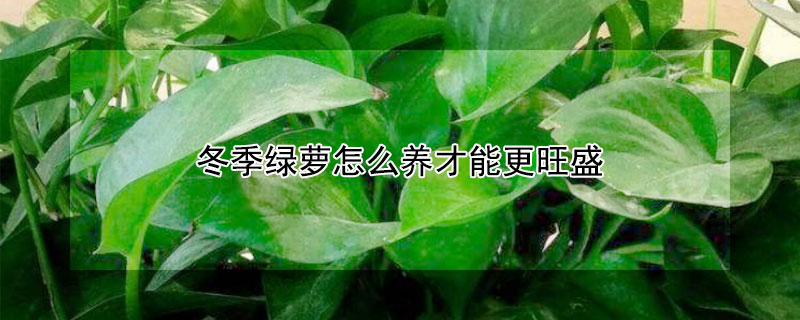 冬季绿萝怎么养才能更旺盛 冬季绿萝怎么养才能更旺盛视频