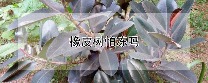 橡皮树怕冻吗 橡皮树怕冻死吗