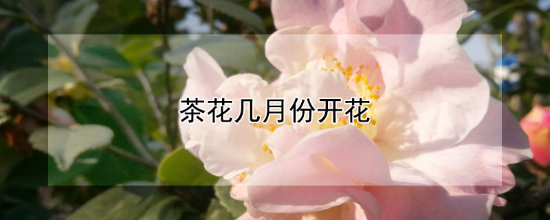茶花几月份开花（十八学士茶花几月份开花）