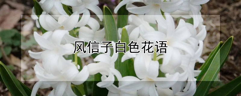 风信子白色花语 风信子的花语是什么