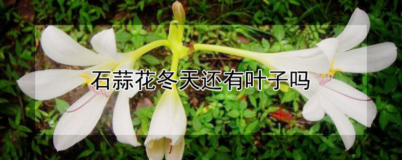 石蒜花冬天还有叶子吗 石蒜花冬天还有叶子吗图片