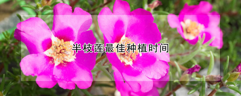 半枝莲最佳种植时间 半枝莲一亩地利润多少