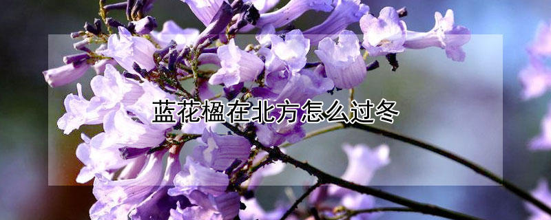 蓝花楹在北方怎么过冬（蓝花楹在东北能过冬吗）