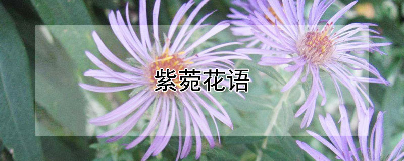 紫菀花语（紫菀花语是什么）