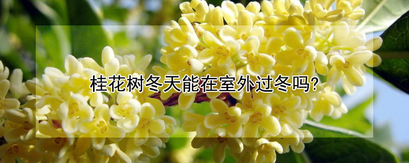 桂花树冬天能在室外过冬吗?（桂花树冬天能在室外过冬吗为什么）