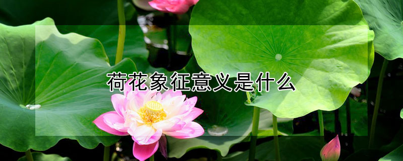 荷花象征意义是什么（荷花象征意义是什么意思啊作文怎么写）