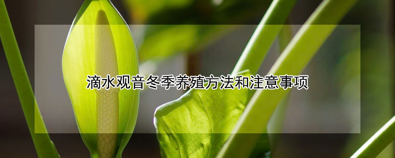 滴水观音冬季养殖方法和注意事项 滴水观音怎么过冬季