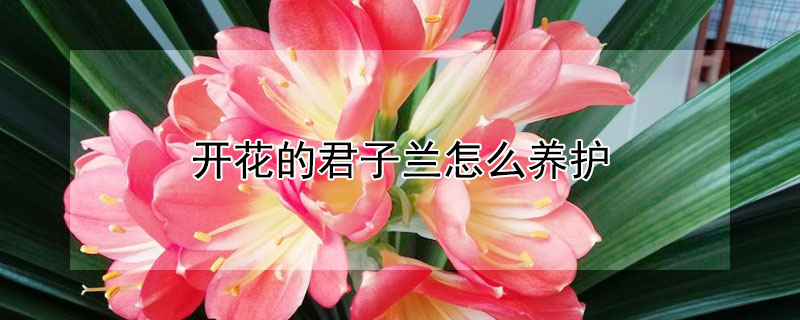 开花的君子兰怎么养护 开花的君子兰怎么养护好