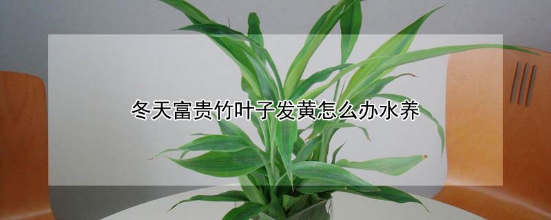 冬天富贵竹叶子发黄怎么办水养（冬天富贵竹叶子发黄怎么救水养）