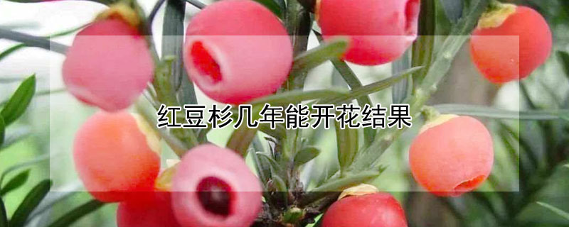 红豆杉几年能开花结果 红豆杉几年才能开花结果