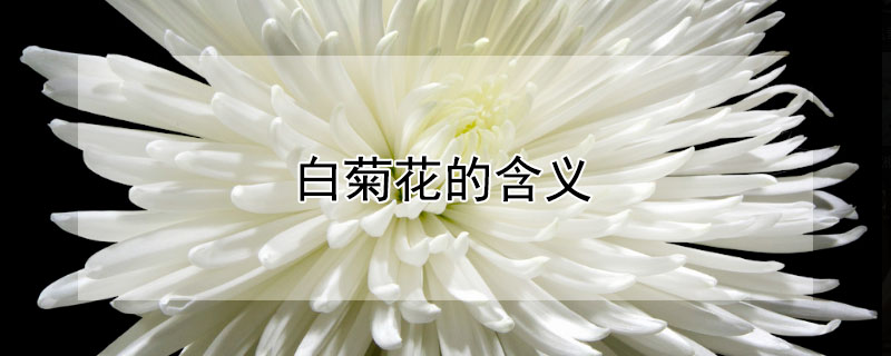 白菊花的含义 白菊花的含义和花语