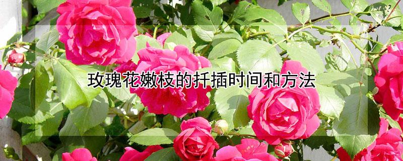 玫瑰花嫩枝的扦插时间和方法.（玫瑰花嫩枝的扦插时间和方法图片）
