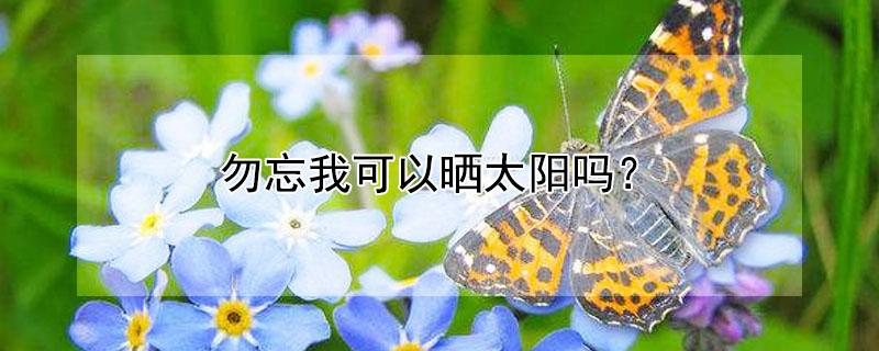 勿忘我可以晒太阳吗 勿忘我能不能晒太阳