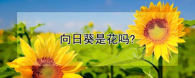 向日葵是花吗? 向日葵是花吗?为什么