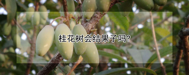 桂花树会结果子吗?（桂花树会结果子吗可以吃）