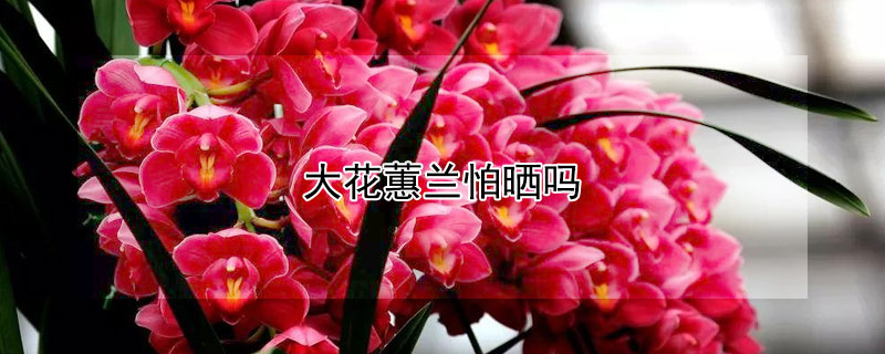 大花蕙兰怕晒吗（大花蕙兰怕晒吗图片）