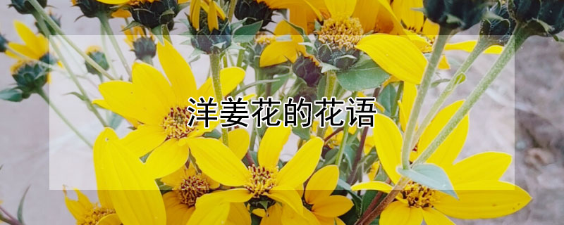 洋姜花的花语 洋姜花的花语可以放在家里吗