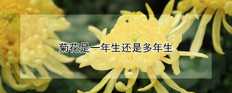 菊花是一年生还是多年生 菊花是草本植物还是灌木