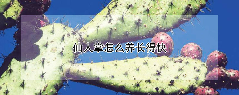仙人掌怎么养长得快 仙人掌怎么养长的快