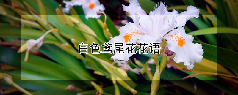 白色鸢尾花花语（白色鸢尾花花语和图片）
