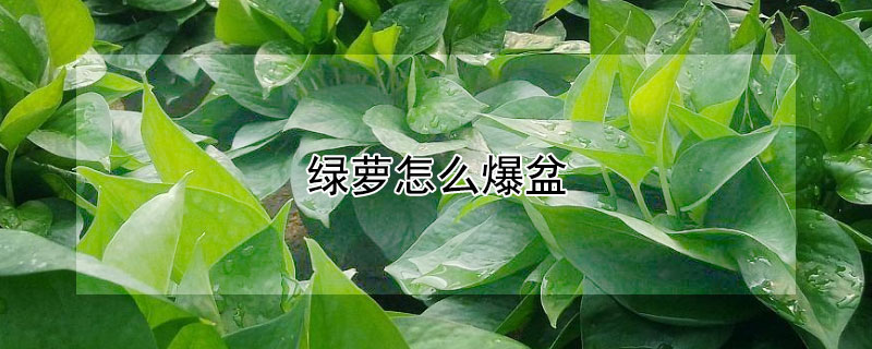 绿萝怎么爆盆 绿萝怎么爆盆视频