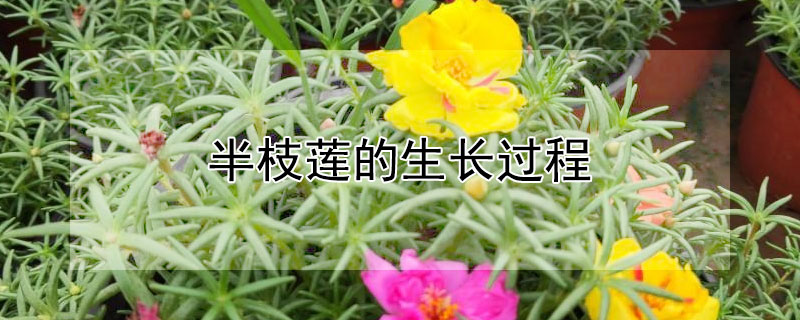 半枝莲的生长过程 半枝莲的生长过程图