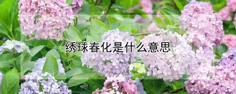 绣球春化是什么意思（绣球花的春天养殖方法和注意事项）