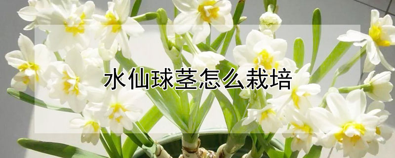 水仙球茎怎么栽培 水仙球茎怎么栽培视频