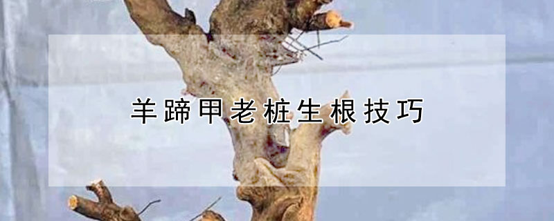 羊蹄甲老桩生根技巧 羊蹄甲老桩多长时间生根