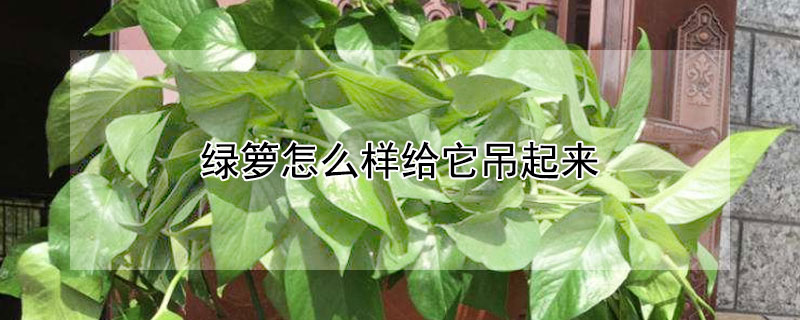 绿箩怎么样给它吊起来（绿萝怎么吊起来要钉子吗）