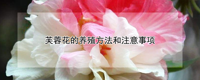 芙蓉花的养殖方法和注意事项（芙蓉花的养殖方法）