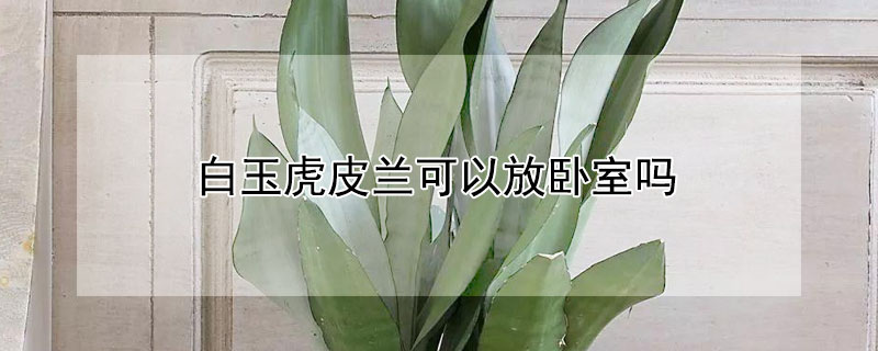 白玉虎皮兰可以放卧室吗（白玉虎皮兰能放卧室吗）
