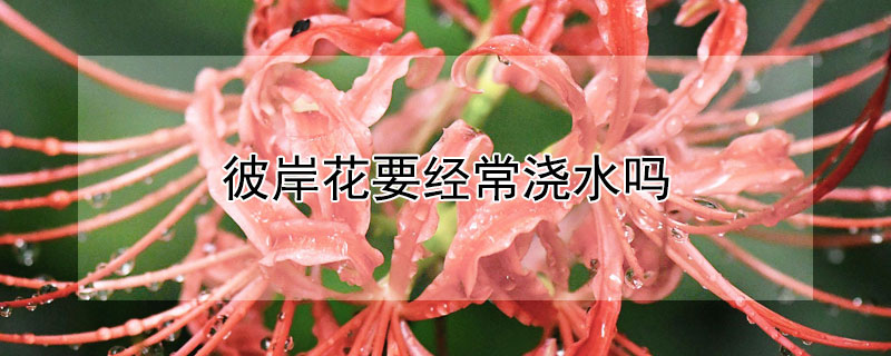 彼岸花要经常浇水吗（彼岸花要经常浇水吗视频）