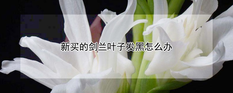 新买的剑兰叶子发黑怎么办 新买的剑兰叶子发黑怎么办呢