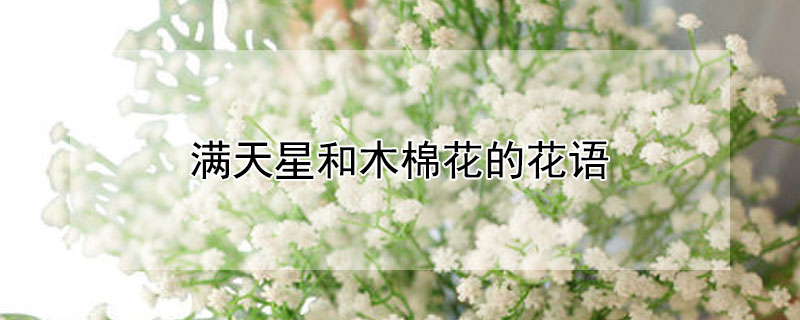 满天星和木棉花的花语（满天星和木棉的花束）