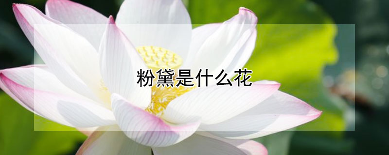 粉黛是什么花 粉黛花是什么花