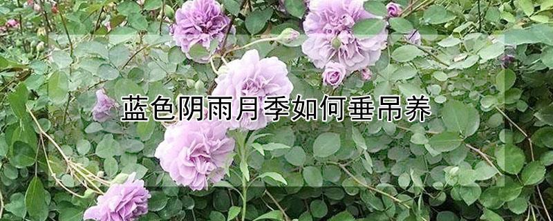 蓝色阴雨月季如何垂吊养 蓝色阴雨月季造型