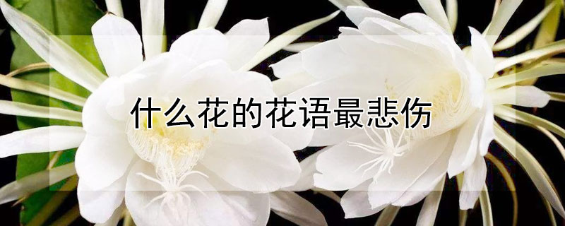 什么花的花语最悲伤 什么花的花语最悲伤最温柔
