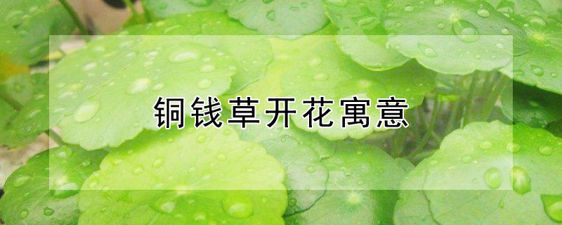 铜钱草开花寓意（铜钱草开花寓意好吗?）