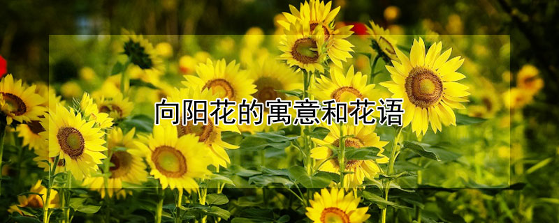 向阳花的寓意和花语 向阳花的寓意和花语图片
