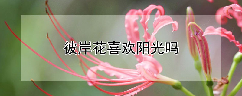 彼岸花喜欢阳光吗（彼岸花喜欢阳光吗还是阴暗）