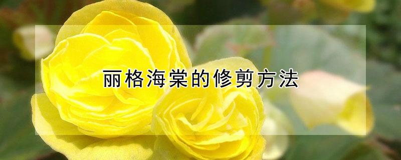 丽格海棠的修剪方法 丽格海棠的修剪方法图解
